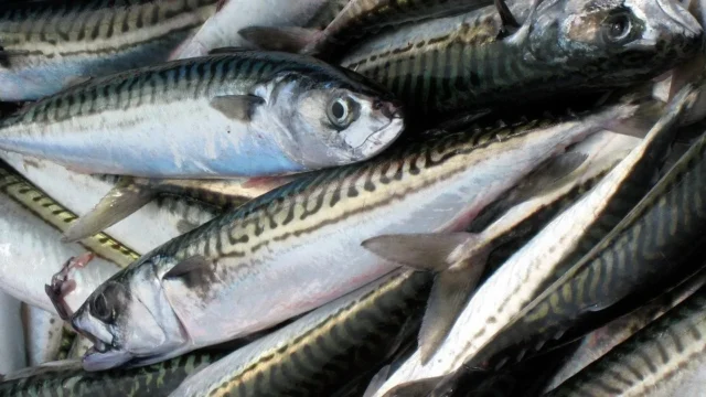Магній в продуктах: які харчі перевершують мигдаль за його вмістом